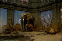 20200308_Zoologisches_Museum_Alexander_König_Bonn
