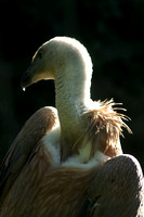 20080831_Zoo_Hannover